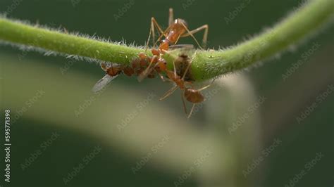 The Fascinating Link Between Ants and Motherhood in Dreams