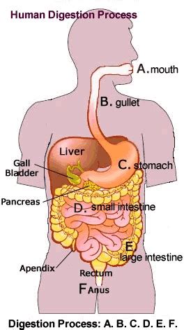 The Fascinating Link Between Dreams and the Digestive System