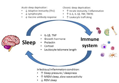 The Fascinating Link Between Dreams and the Immune System