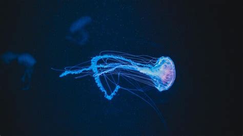 The Fascinating Link Between Jellyfish Stings and Emotional Distress