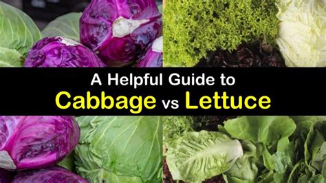 The Fascinating Link Between Lettuce and Unconscious Desires