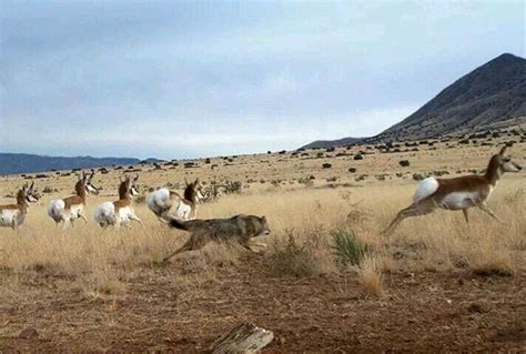 The Fascinating Phenomenon of Coyote Chasing Dreams