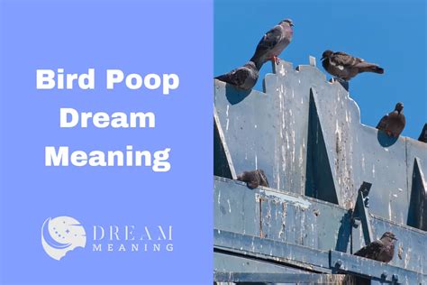 The Fascinating Phenomenon of Pigeon Excrement Dreams