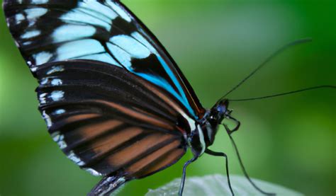 The Fascinating Phenomenon of Soaring Insects