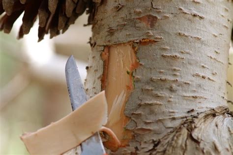 The Fascinating Phenomenon of dreaming about consuming the bark of trees