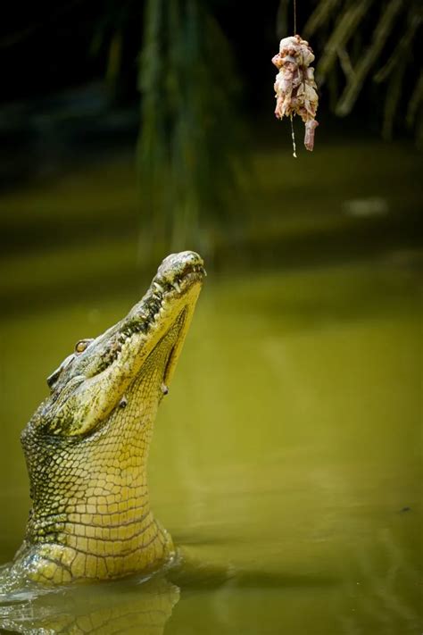 The Fascinating Presence of Crocodiles in Dreams