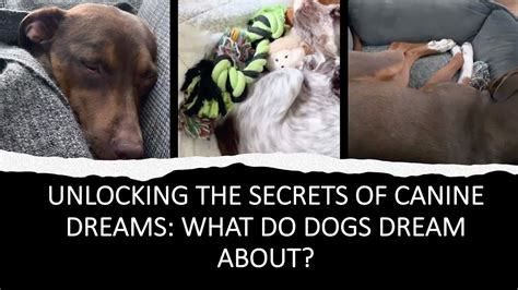 The Fascinating Realm of Canine Dreams