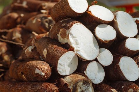 The Fascinating Realm of Cassava Reveries