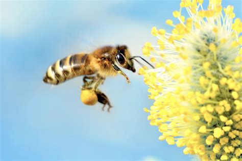 The Fascinating Realm of Enigmatic Bee Dreams