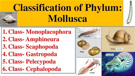 The Fascinating Relationship Between Mollusk Offspring and the Human Psyche