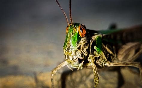 The Fascinating Role of the Mysterious Dark Grasshopper in Folklore and Mythology