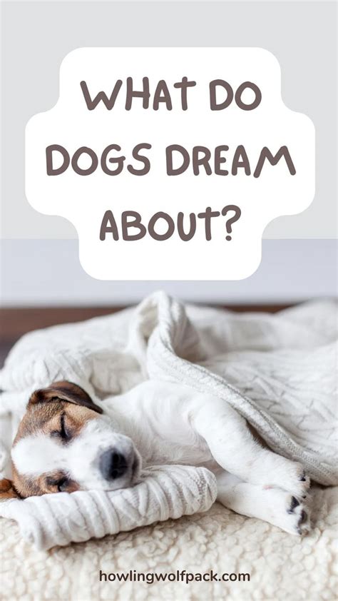 The Fascinating Science Behind Canine Slumber: Exploring the Mysteries of Slumber