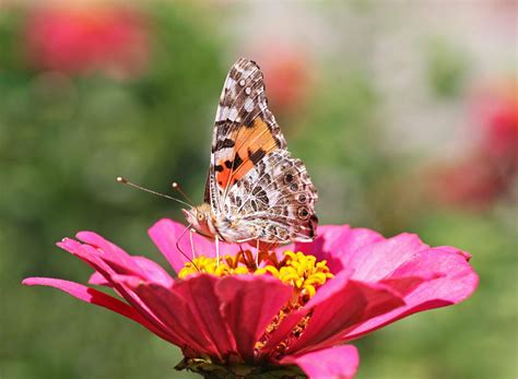 The Fascinating Significance of Butterflies Emerging From the Mouth