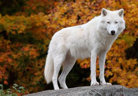 The Fascinating Symbolism Behind Dreams of a Wolf Assaulting a Canine