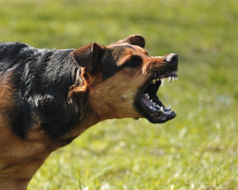 The Fascinating Symbolism of Canine Aggression Towards Domestic Companions in Reveries