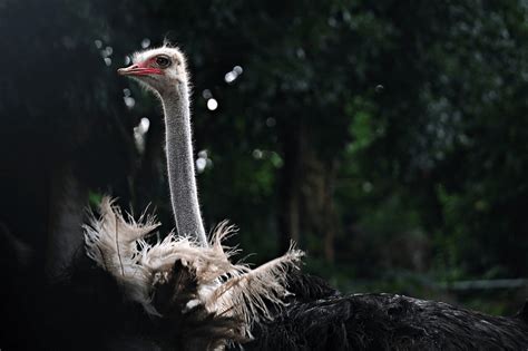 The Fascinating Symbolism of Ostriches in Dreams