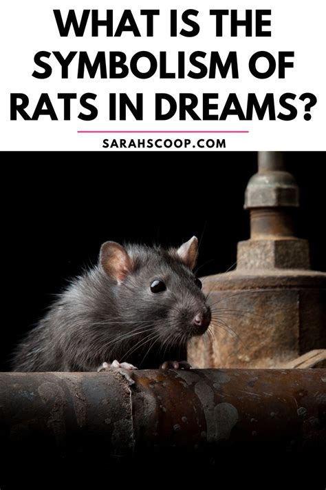 The Fascinating Symbolism of Rats in Dreams