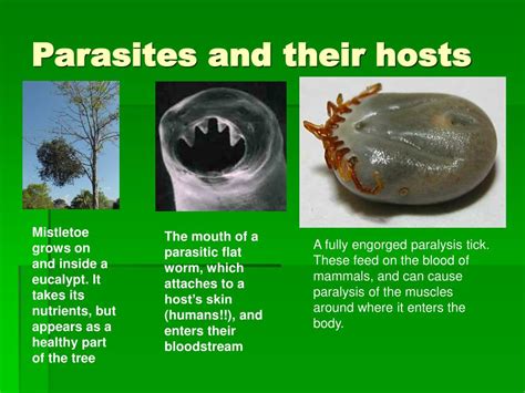 The Fascinating Techniques Employed by Parasitic Organisms to Control Their Hosts