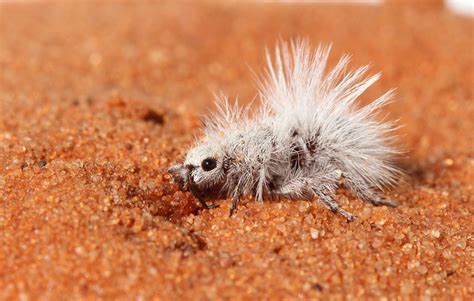 The Fascinating World of Airborne White Ants