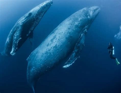 The Fascinating World of Cetacean Communication: Unraveling the Enigmatic Language