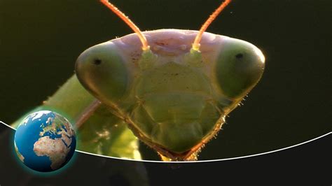 The Fascinating World of Dreams and Insects