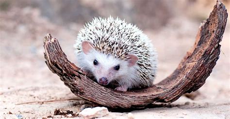 The Fascinating World of Hedgehog Dreams: A Psychological Perspective