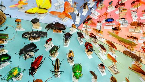 The Fascinating World of Insect Diversity