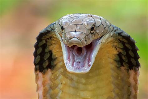 The Fascinating World of King Cobras: Exploring the Depths of Fear