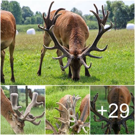 The Fascinating World of Majestic Stags