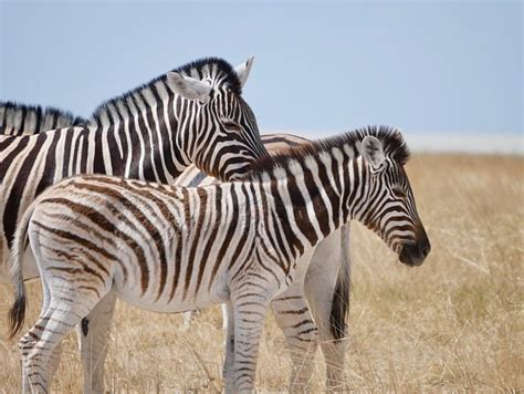 The Fascinating World of Stripes: An Exploration into the Enigmatic Nature of Zebras