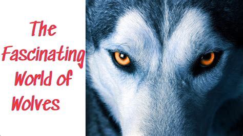 The Fascinating World of Wolf Play