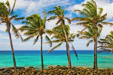 The Fascination of Coconut Trees: Exploring a Tropical Paradise