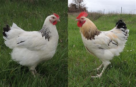 The Fascination of Embracing an Ivory Hen