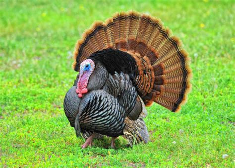 The Fascination of Red Rocks: Observing Wild Turkeys in their Native Environment