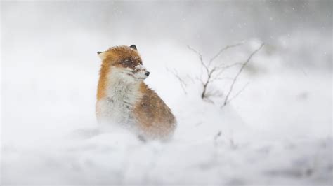 The Fascination of Winter Wildlife: Observing Animals in their Natural Snowy Environments