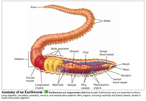 The Fascination of Worms Emanating from the Epidermis