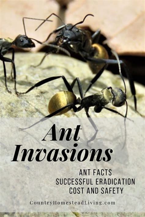 The Fascination of the Mind: Exploring the Human Urge to Eradicate Ants