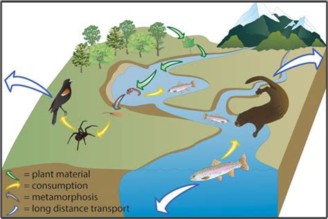 The Fascination with the Connection between Mortality and Aquatic Environments