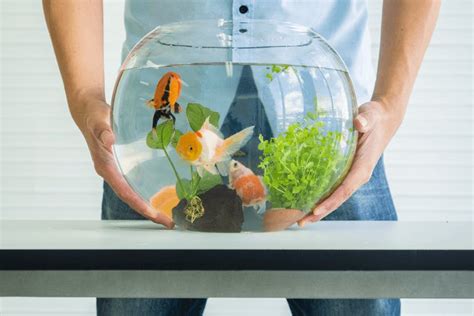 The Fish Tank as a Symbol of Constriction and Limitations