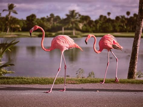 The Flamingo as a Symbol of Beauty, Grace, and Elegance