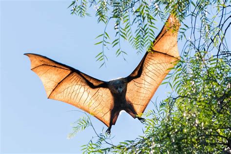 The Flying Fox: A Comprehensive Look at an Exquisite Species