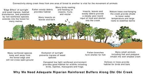 The Function of Indigenous Forbaceous Vegetation in Ecosystem Vitality