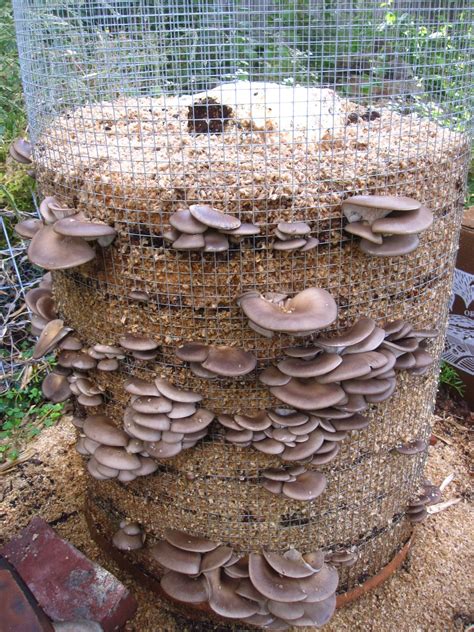 The Fundamentals of Growing Your Own Mushroom Culture at Home