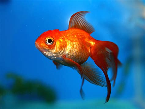 The Fundamentals of the Petite Goldfish Aspiration