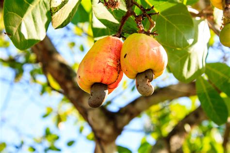 The Future of Cashew: Promising Innovations and Sustainable Practices