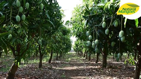 The Future of Mango Production: Sustainable Farming and Global Demand