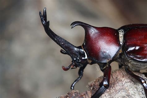 The Future of the Majestic Rhinoceros Beetle: Challenges and Outlook