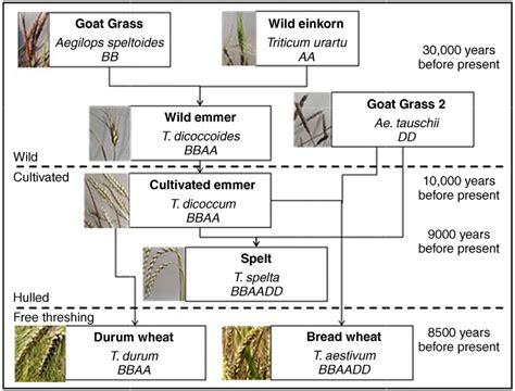 The Genetic Modification of Wheat and its Controversies