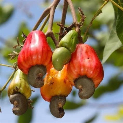 The Golden Apple: Unveiling the Cashew Nut's Origin Story