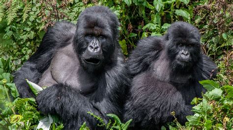 The Gorilla Encounter: A Magical Dream Come True